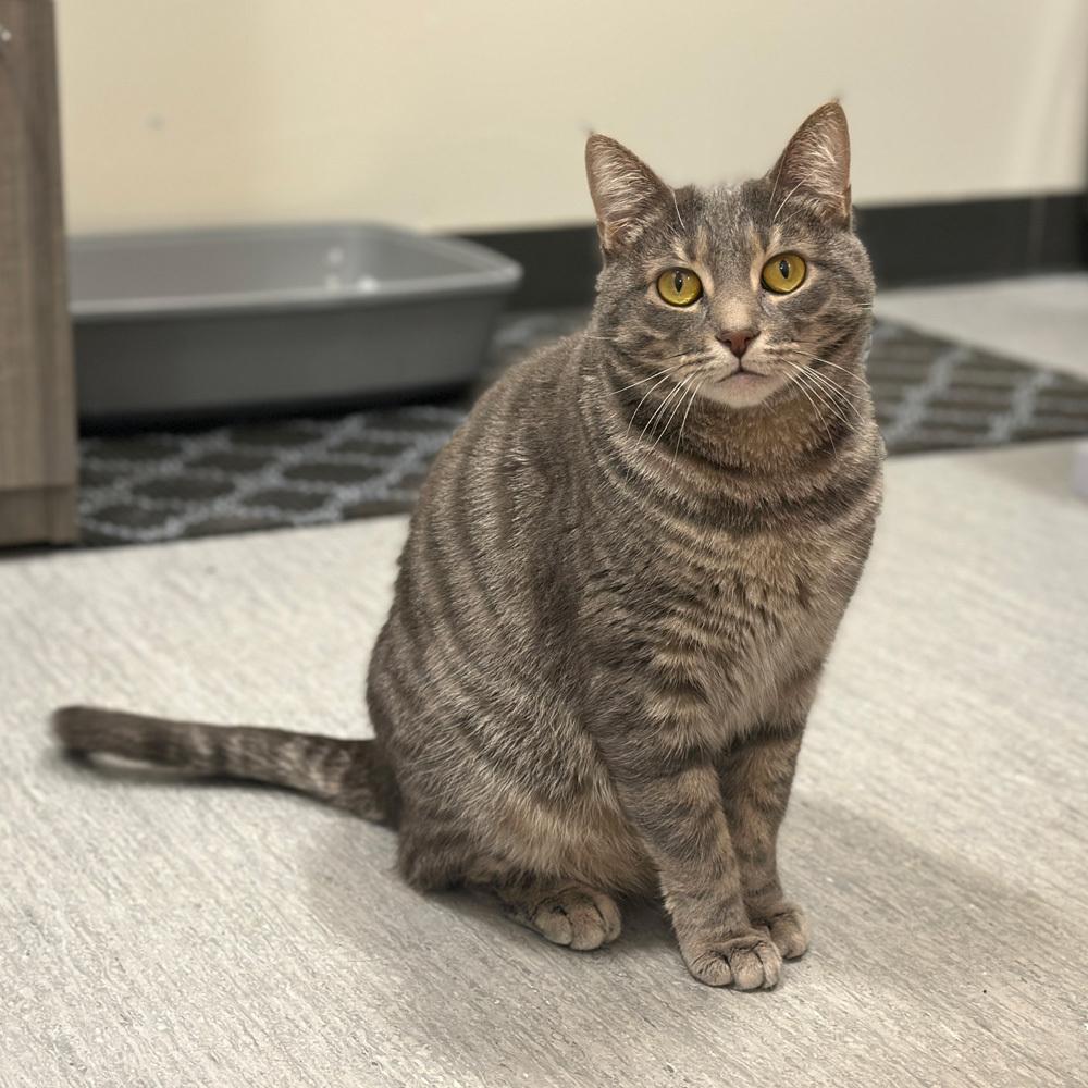 Enlarge Kami, a Adoptable Domestic Short Hair in Port Washington, NY image 2/3