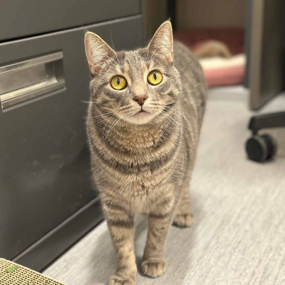 Enlarge Kami, a Adoptable Domestic Short Hair in Port Washington, NY image 3/3