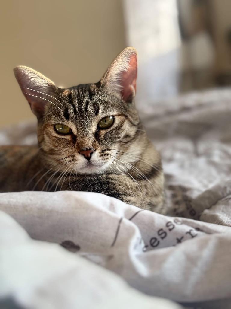 Snowbell, Adoptable, Young Female American Shorthair.
