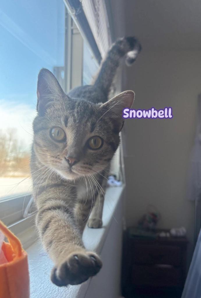 Snowbell, Adoptable, Young Female American Shorthair.