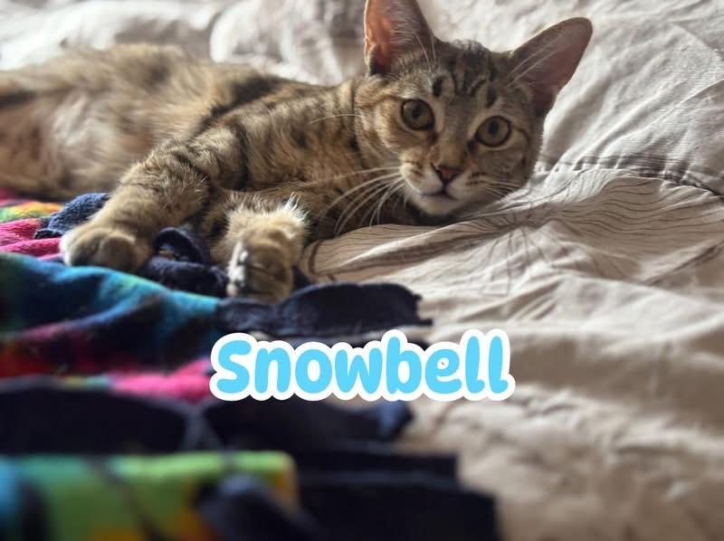Enlarge Snowbell, a Adoptable American Shorthair in Charlotte, MI image 2/6