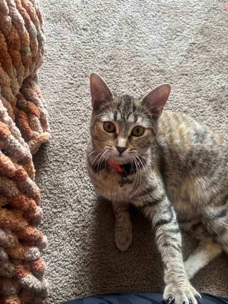 Enlarge Snowbell, a Adoptable American Shorthair in Charlotte, MI image 3/6