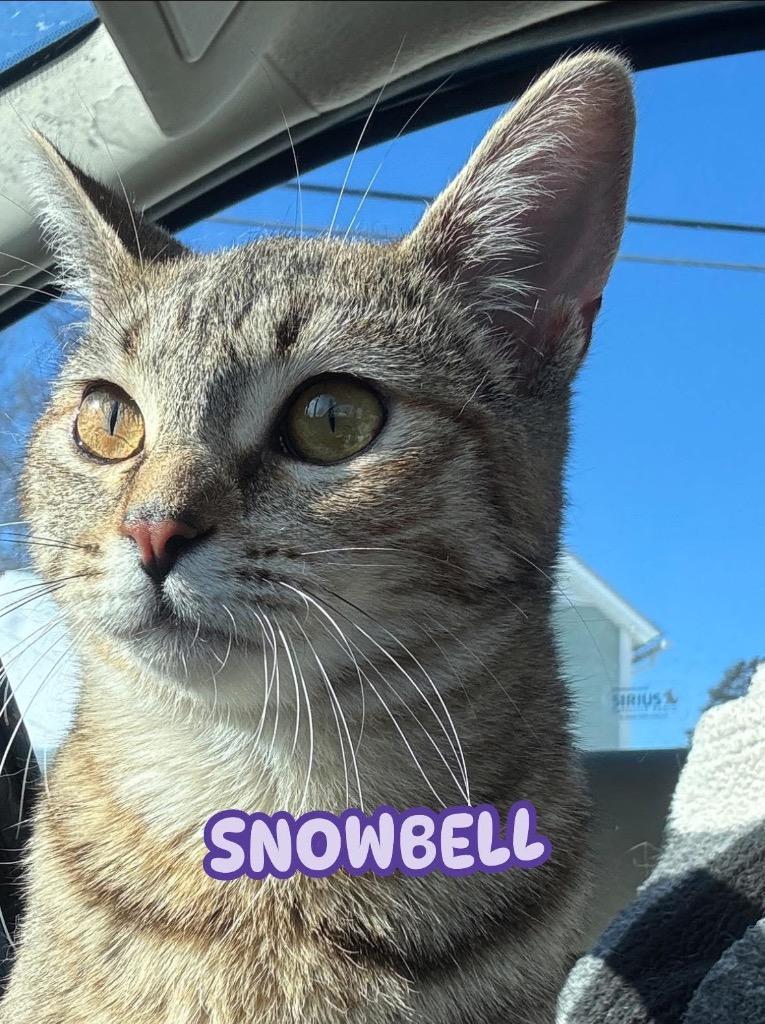 Enlarge Snowbell, a Adoptable American Shorthair in Charlotte, MI image 5/6
