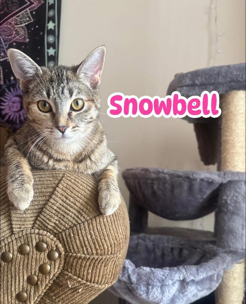 Enlarge Snowbell, a Adoptable American Shorthair in Charlotte, MI image 6/6