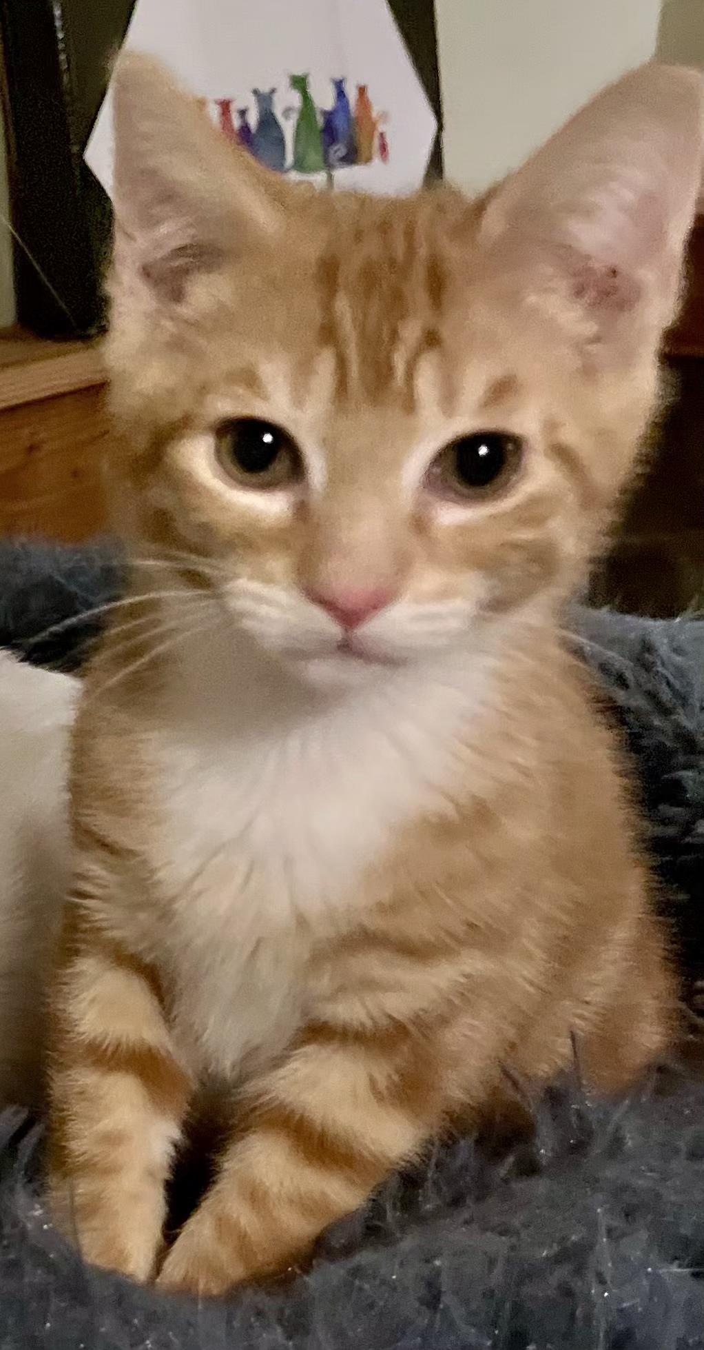 Enlarge Goose, an adopted Tabby in Springfield, OR image 1/3