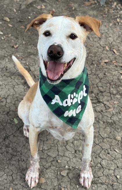 Enlarge Orion, a Adoptable mixed breed in San Antonio, TX image 2/3