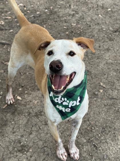 Orion, a Adoptable mixed breed in San Antonio, TX image 3/3