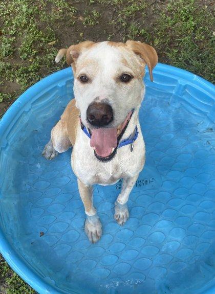 Enlarge Orion, a Adoptable mixed breed in San Antonio, TX image 3/3