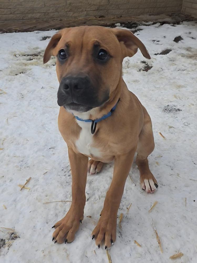 Rudy, Adoptable, Young Male Labrador Retriever & Rhodesian Ridgeback.