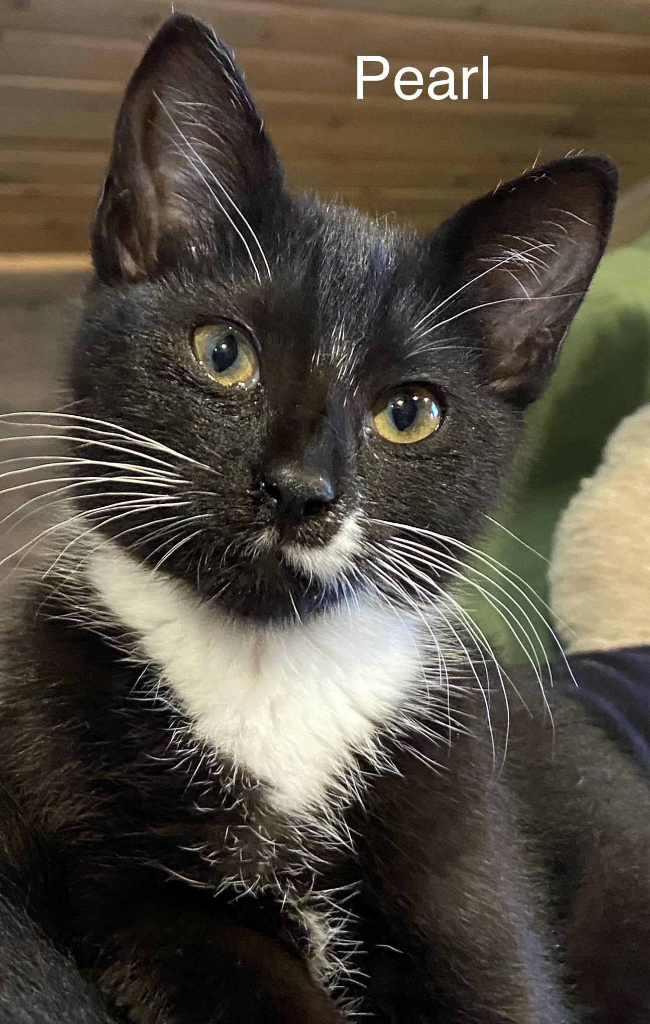 Pearl, an adoptable Domestic Short Hair in Renton, WA image 2/4