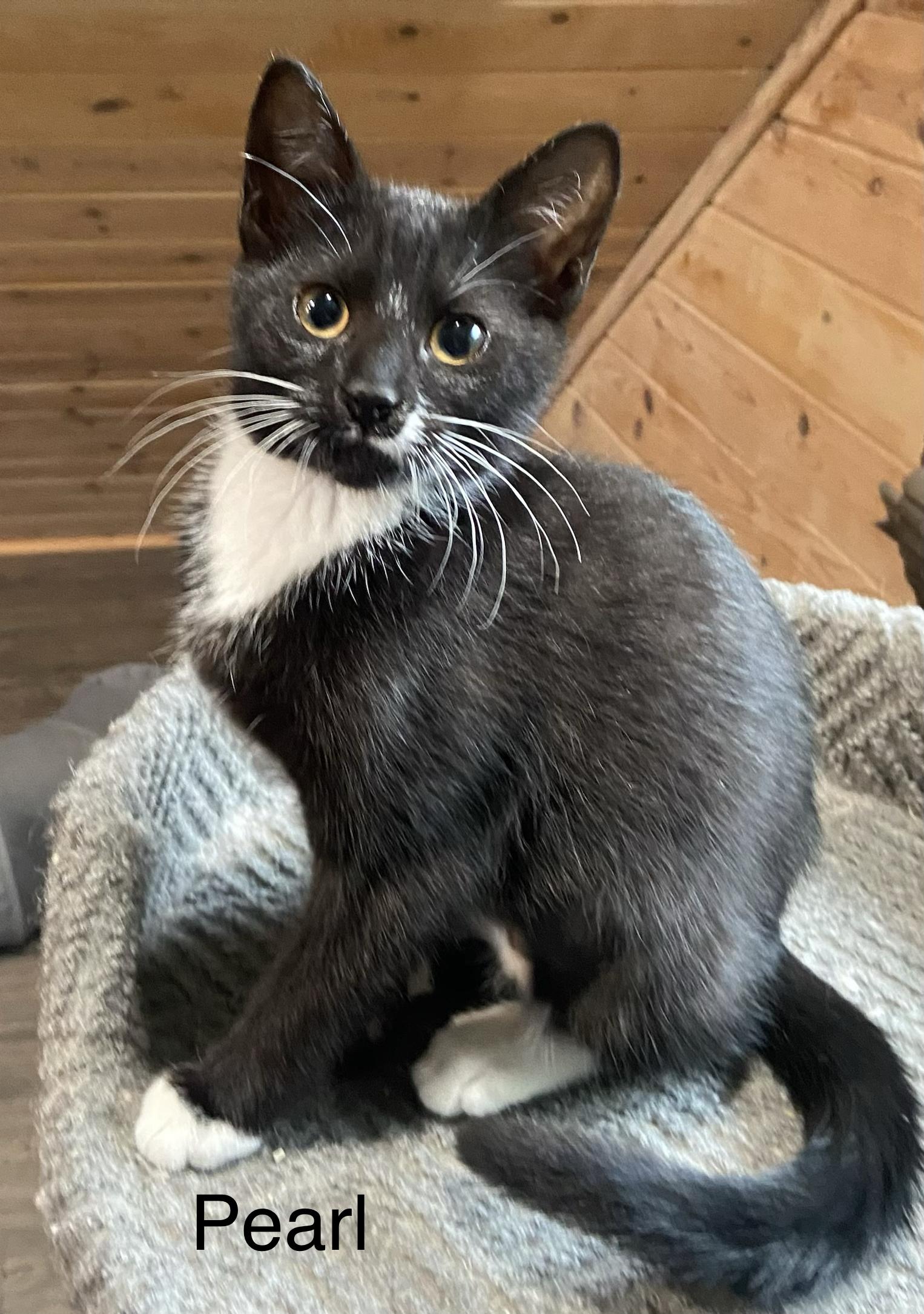 Pearl, an adoptable Domestic Short Hair in Renton, WA image 1/4