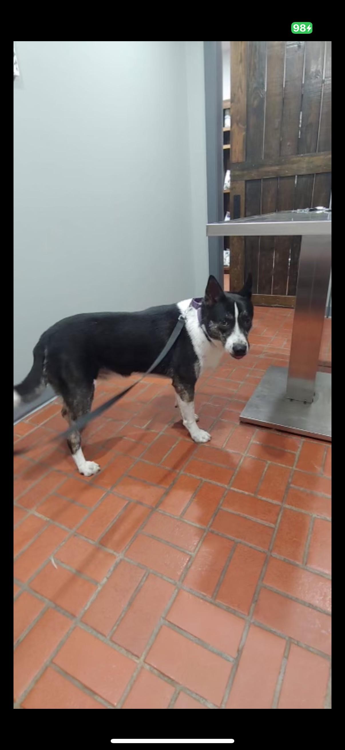 Enlarge Elmo- kid & dog friendly!, a Adoptable mixed breed in Hendersonville, NC image 2/3
