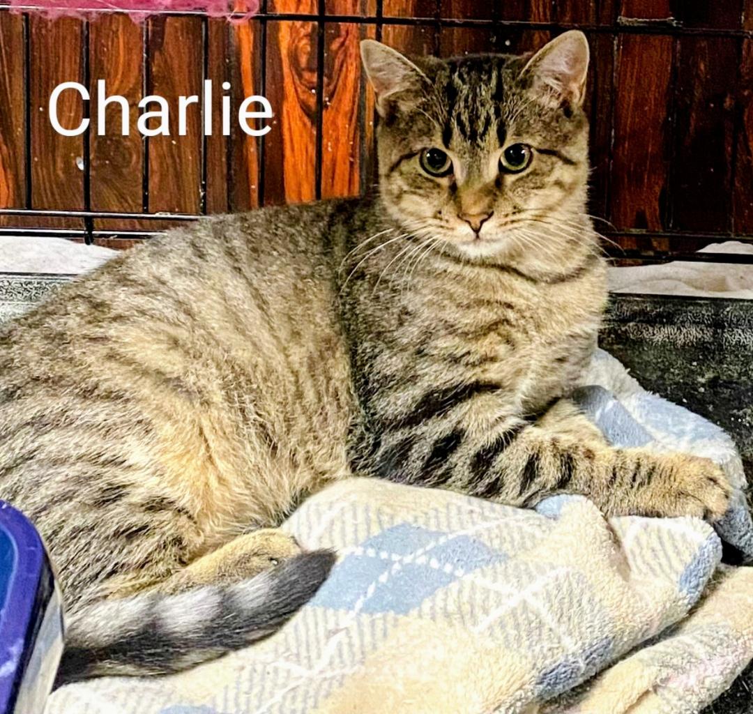 Charlie, a Adoptable Domestic Short Hair in Binghamton, NY image 3/3