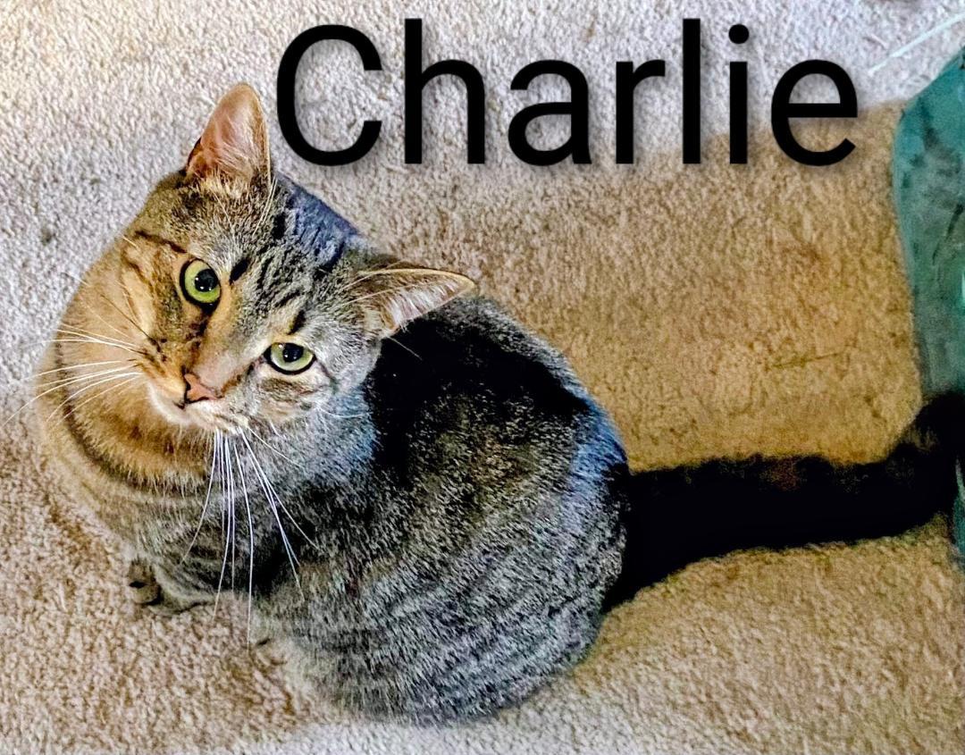 Charlie, Adoptable, Adult Male Domestic Short Hair.