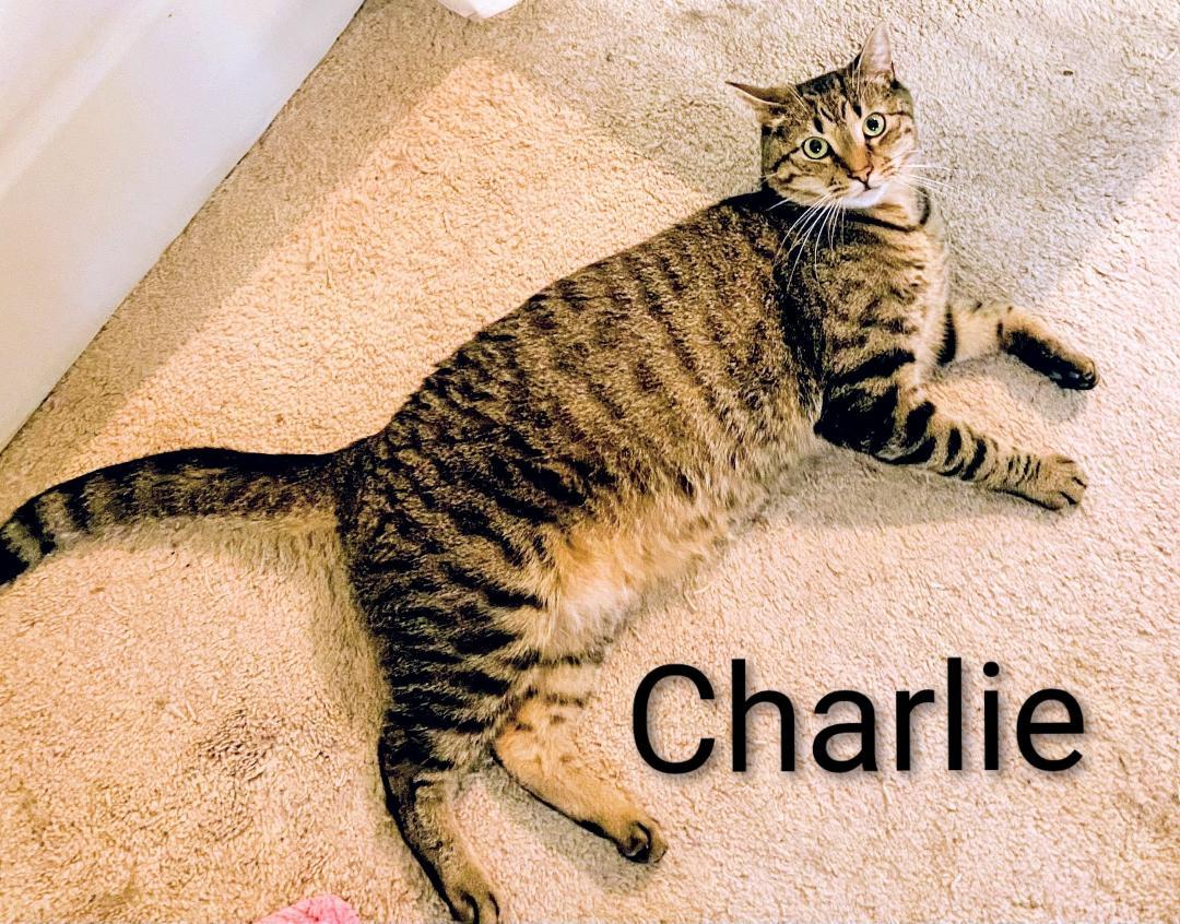 Charlie, a Adoptable Domestic Short Hair in Binghamton, NY image 2/3