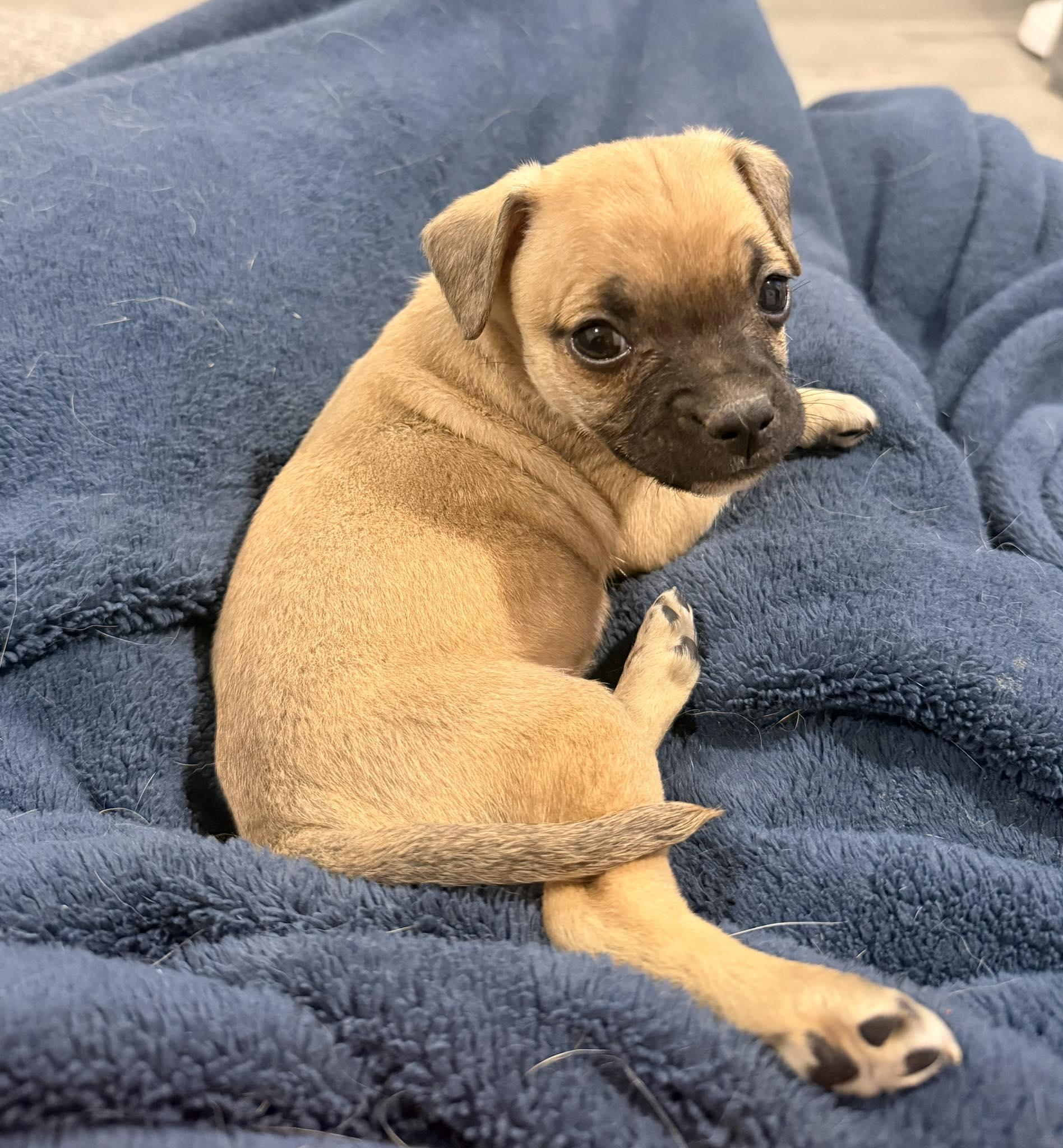 Enlarge Sprout, a Adopted Pug in West Richland, WA image 1/6