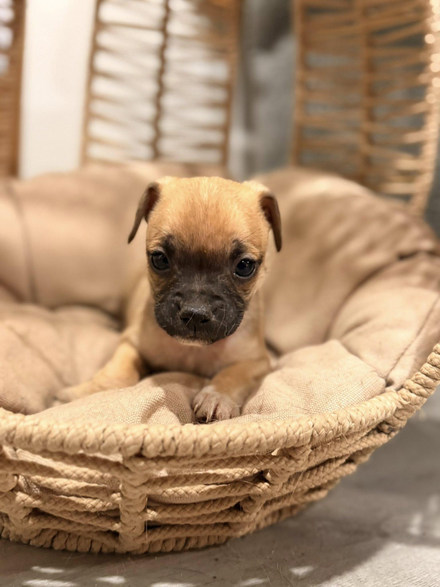 Enlarge Sprout, a Adopted Pug in West Richland, WA image 2/6
