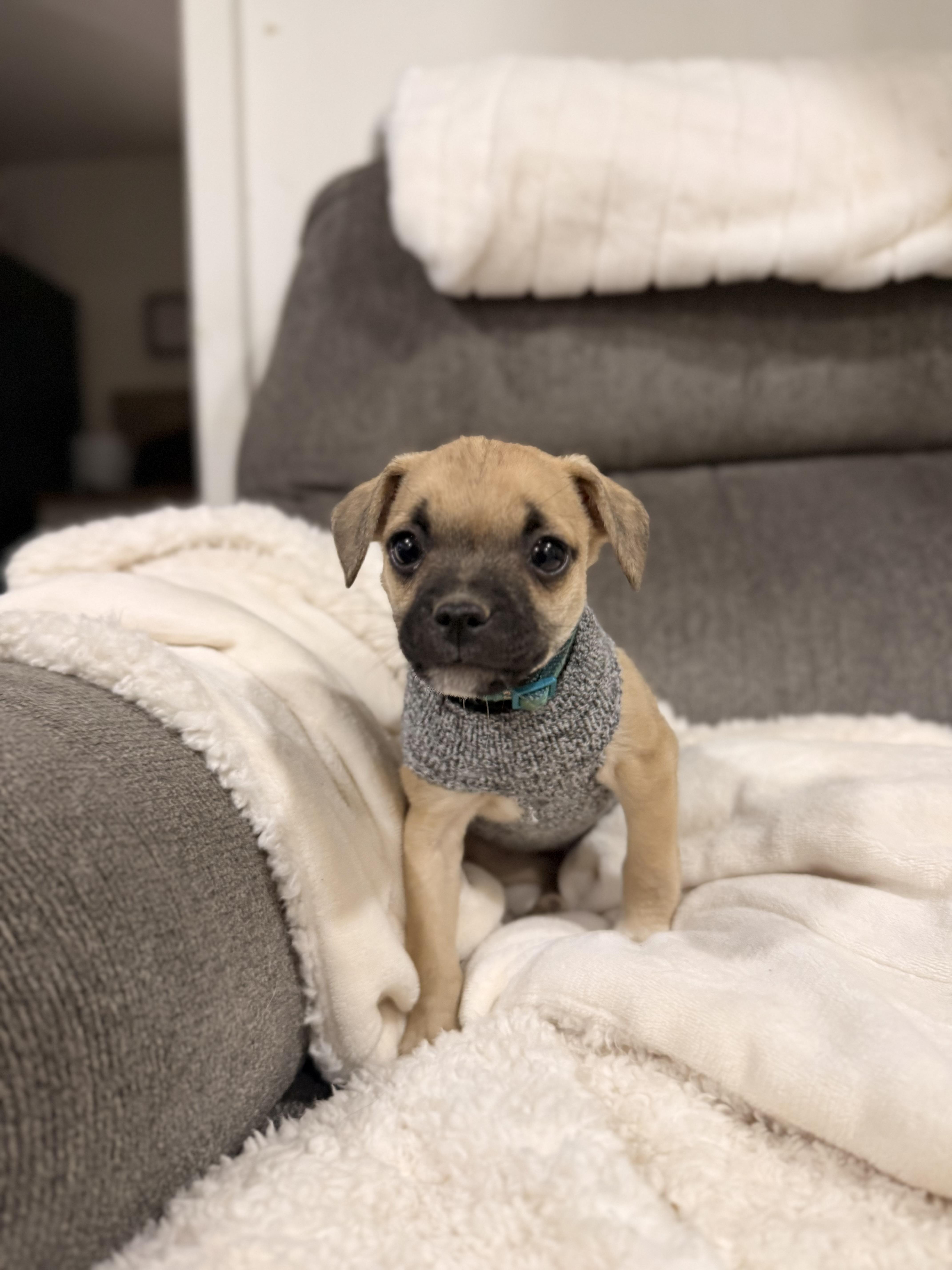 Enlarge Sprout, a Adopted Pug in West Richland, WA image 3/6