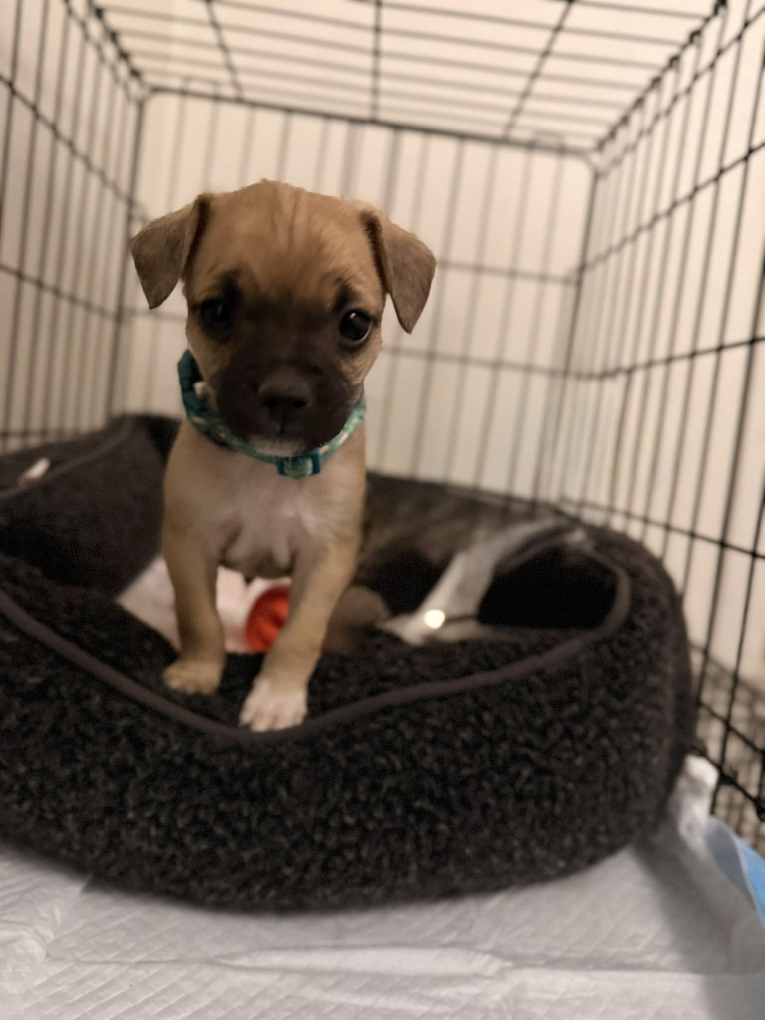Enlarge Sprout, a Adopted Pug in West Richland, WA image 4/6