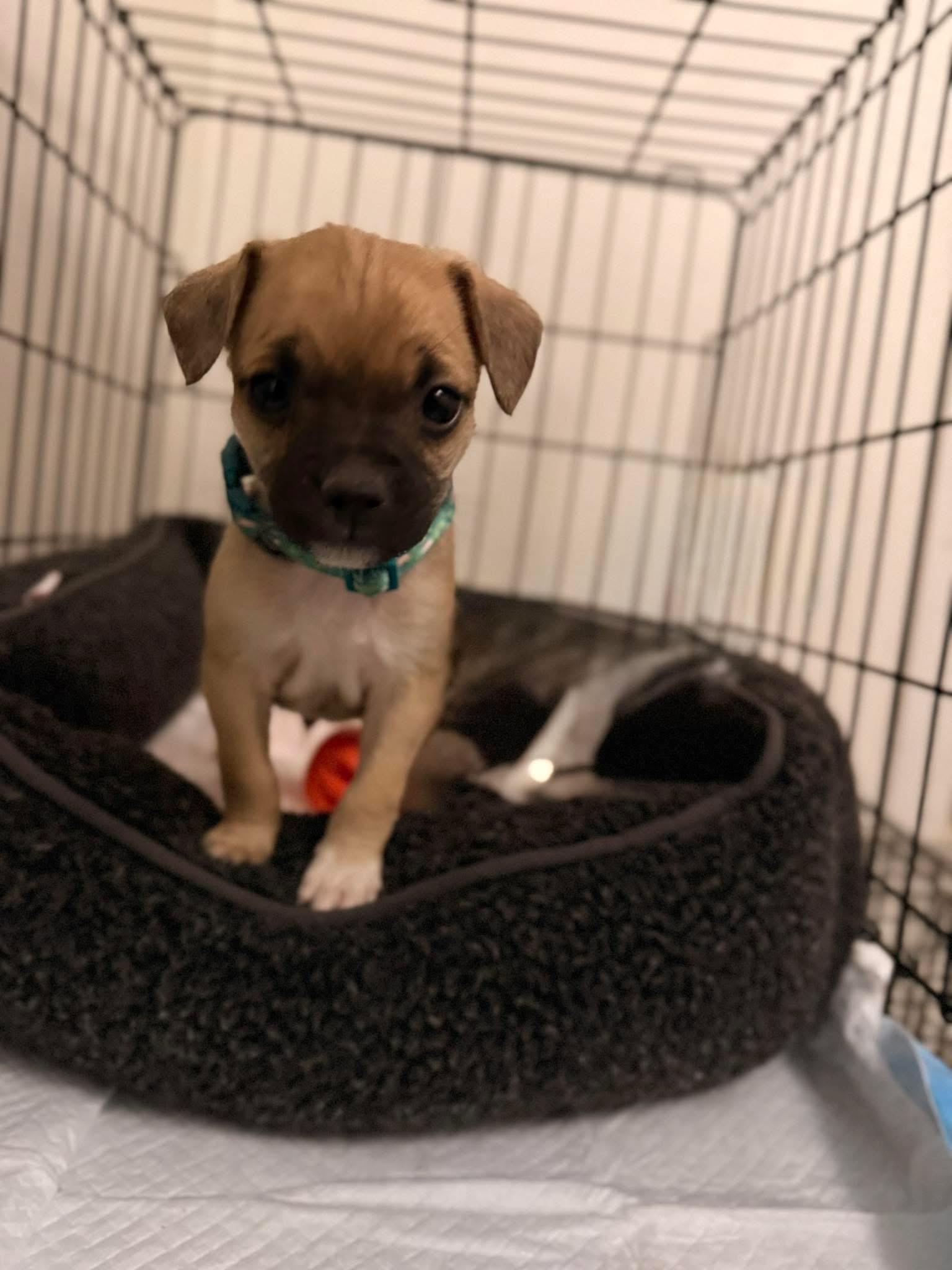 Enlarge Sprout, a Adopted Pug in West Richland, WA image 5/6