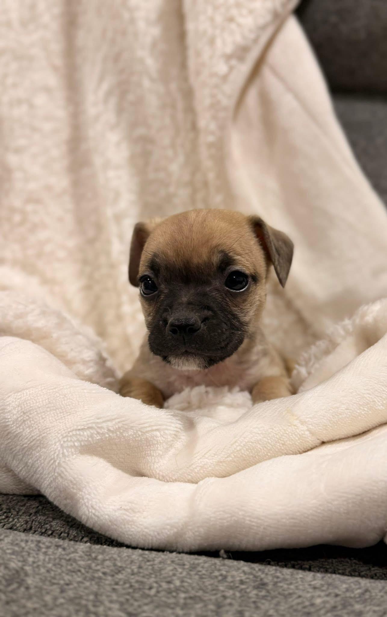 Enlarge Sprout, a Adopted Pug in West Richland, WA image 6/6