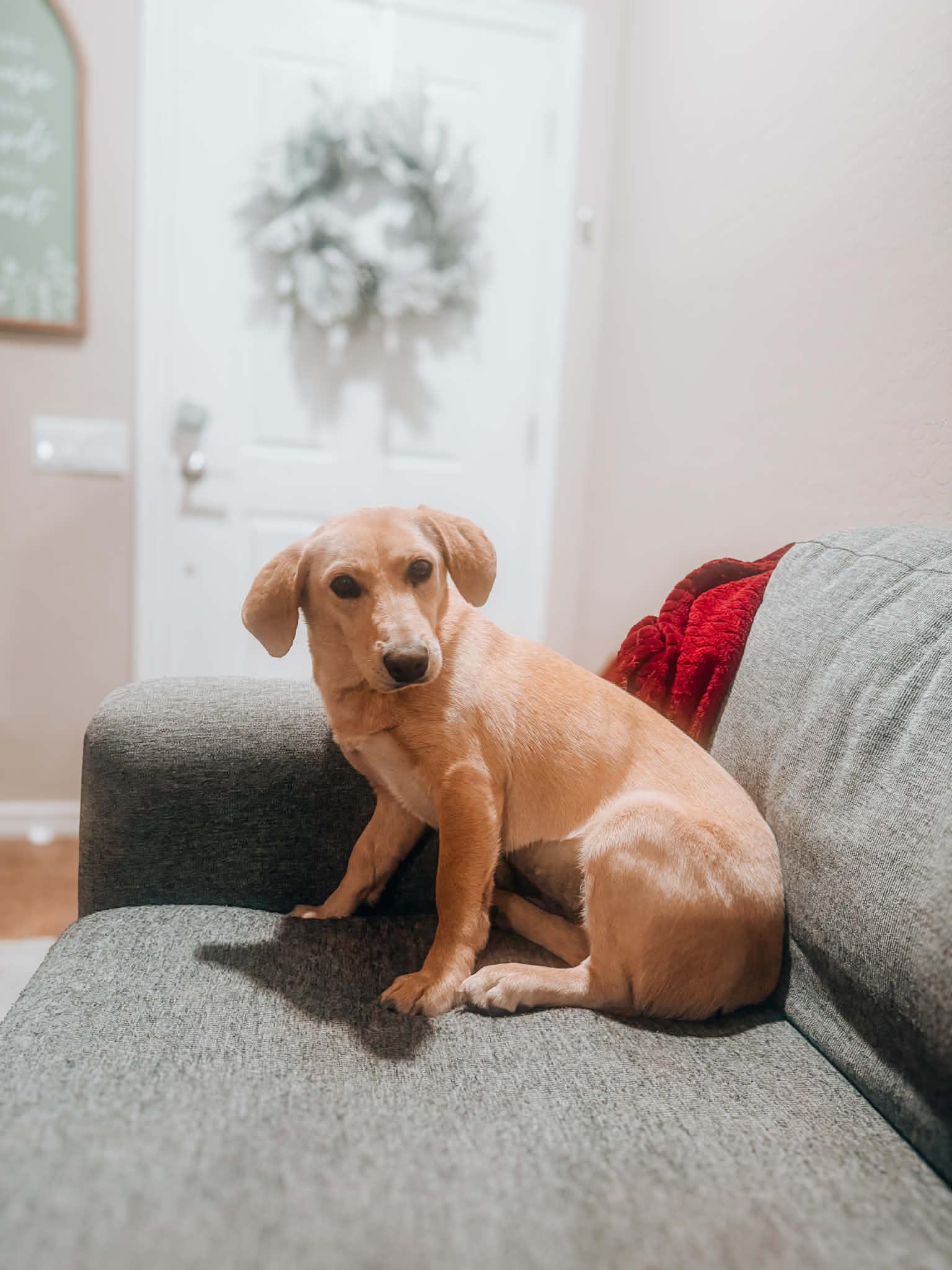 Penny Girl, ADOPTABLE, Young Female Corgi.