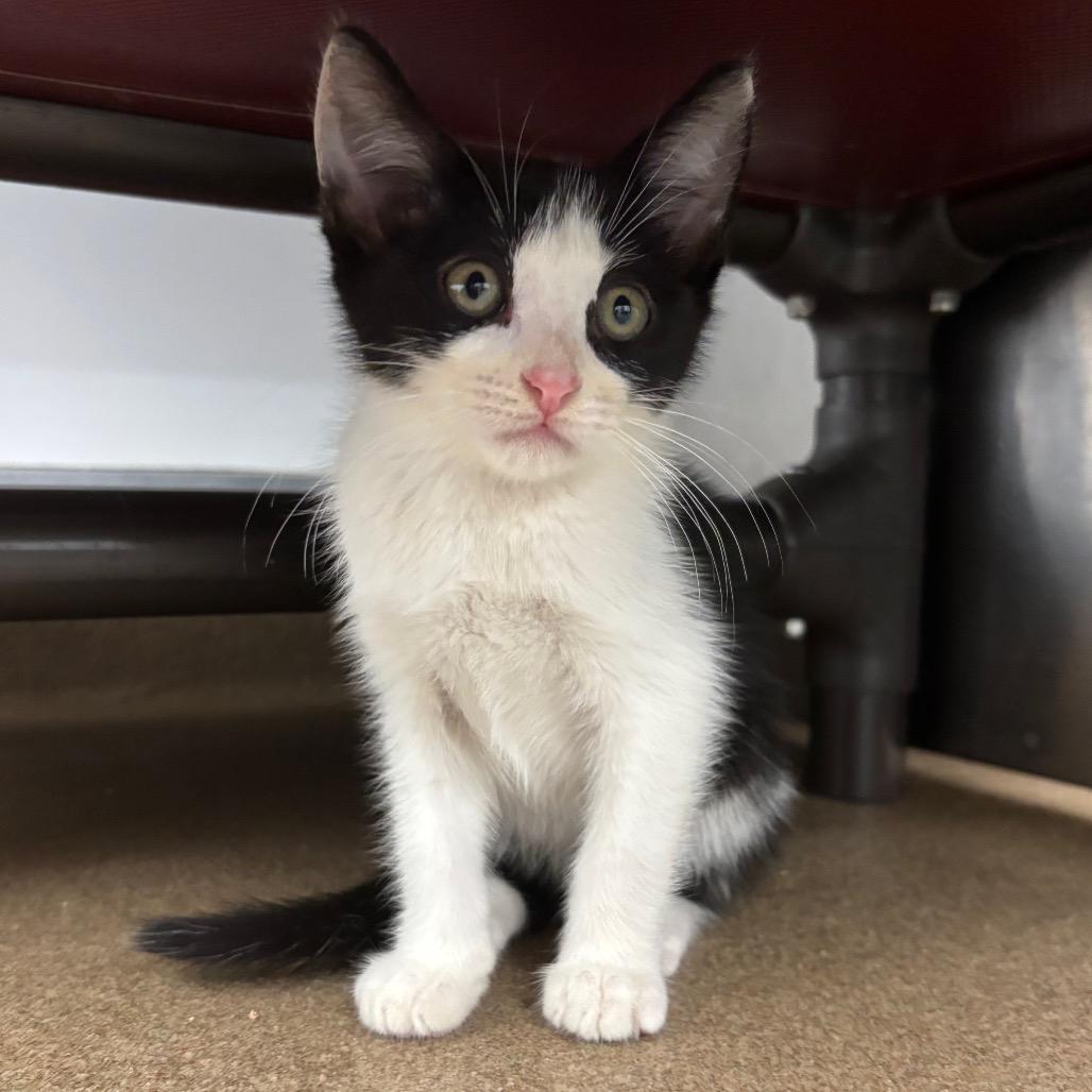 Tinsel, Adoptable, Kitten Male Domestic Short Hair.