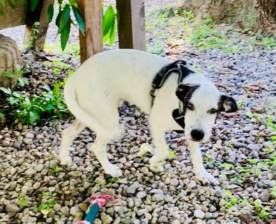 Enlarge Coco, a Adoptable mixed breed in Snoqualmie, WA image 2/6