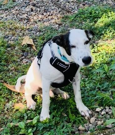 Coco, Adoptable, Puppy Male Labrador Retriever.