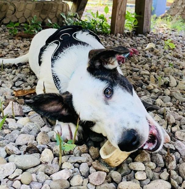 Enlarge Coco, a Adoptable mixed breed in Snoqualmie, WA image 3/6
