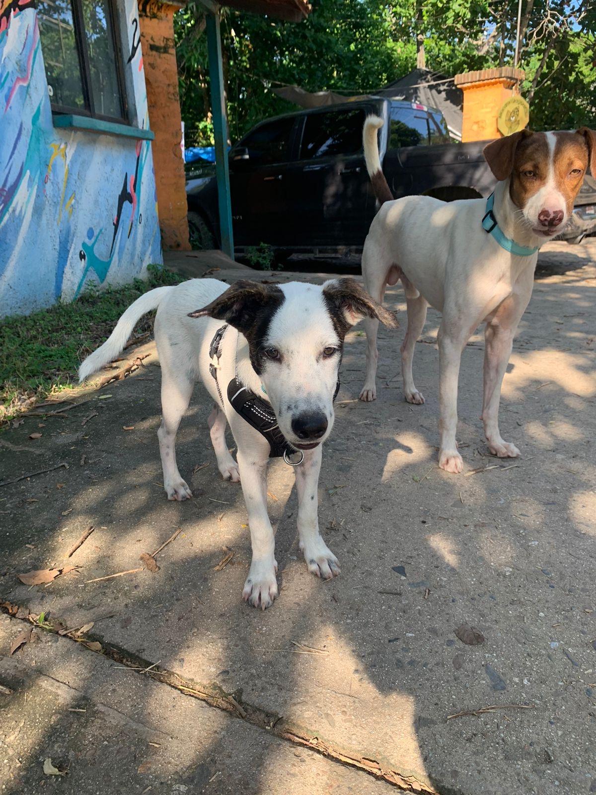 Enlarge Coco, a Adoptable mixed breed in Snoqualmie, WA image 5/6