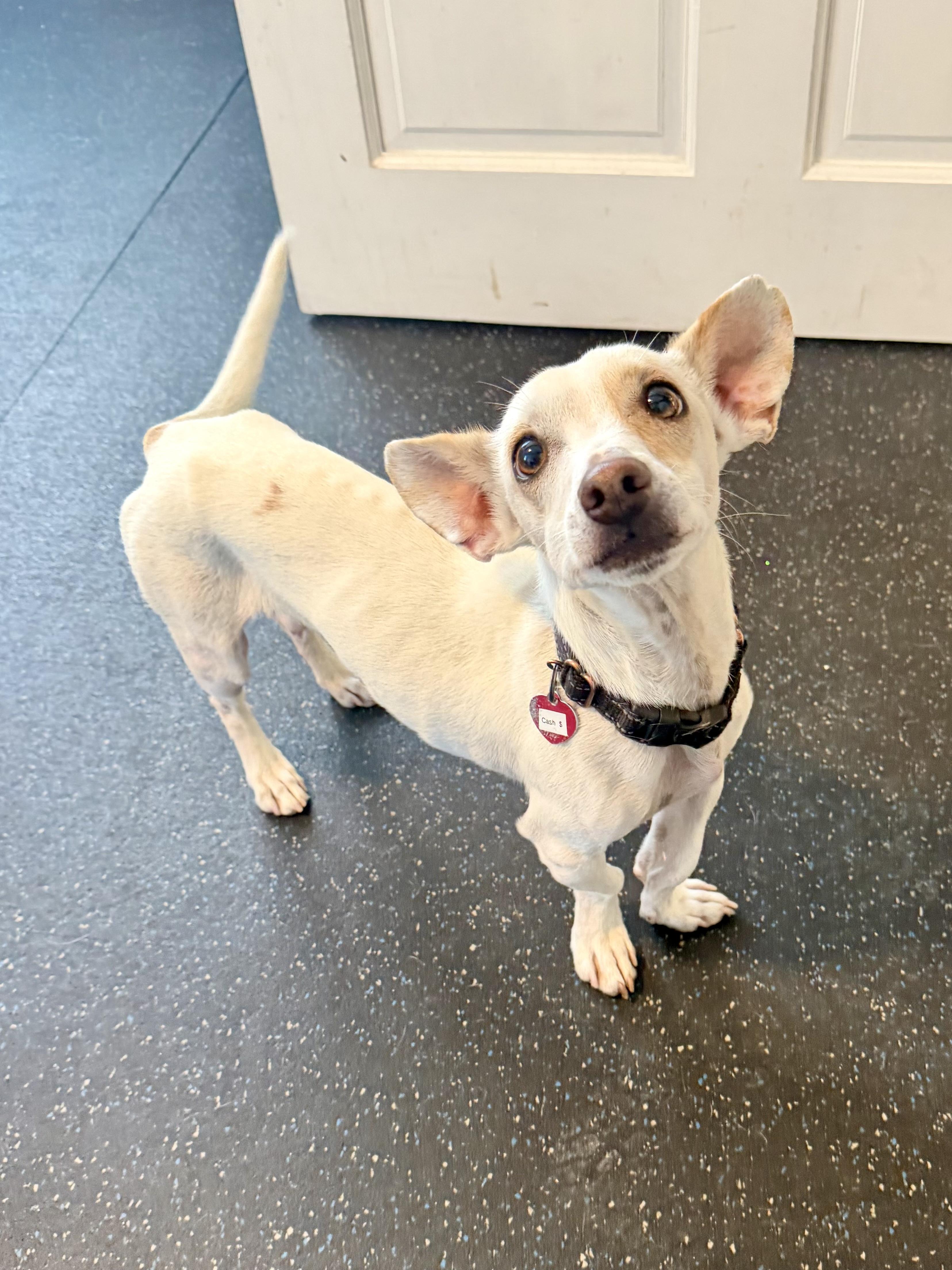 Cash Money, a ADOPTABLE mixed breed in Uxbridge, MA image 1/2