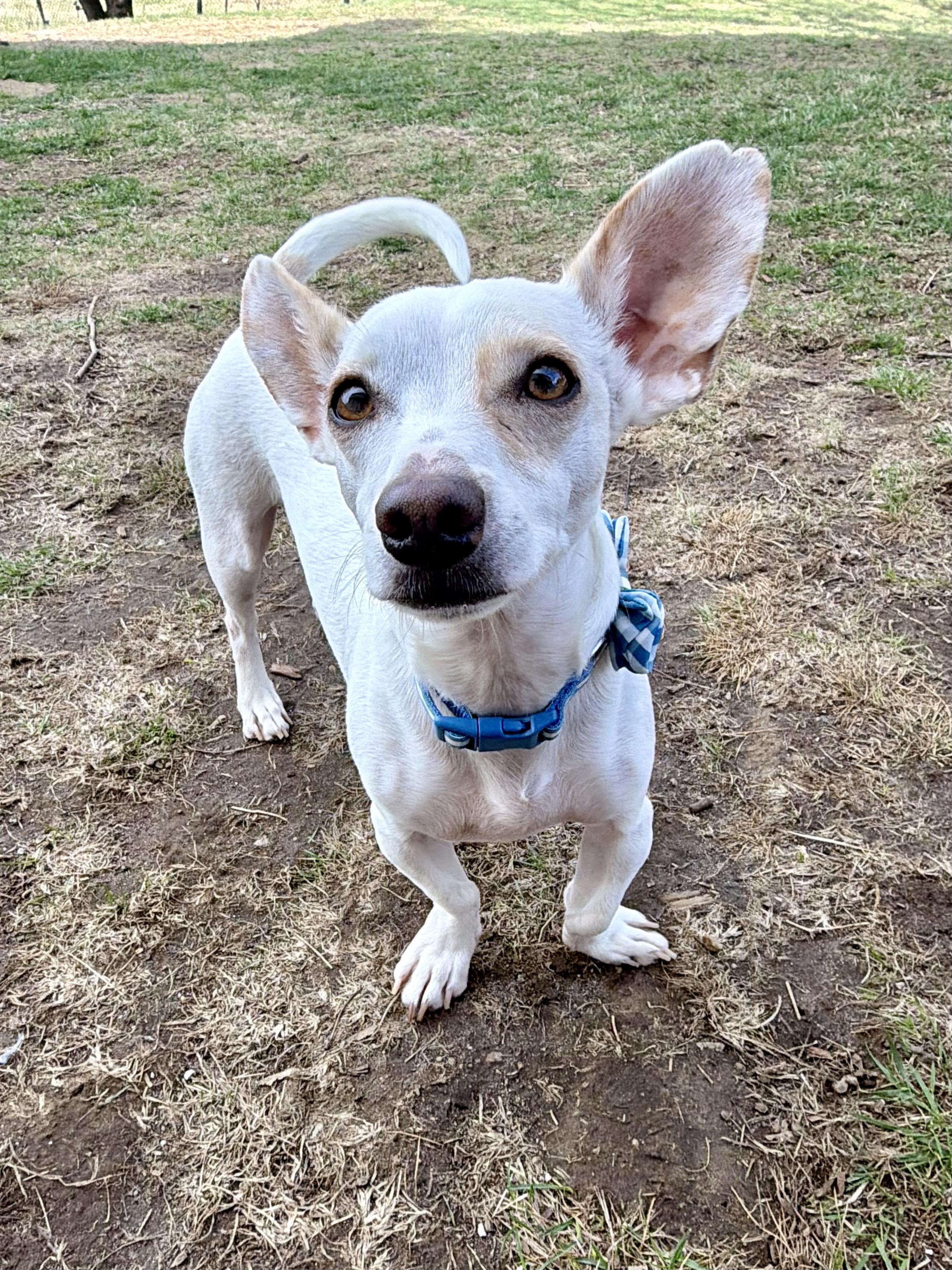 Cash Money, ADOPTABLE, Young Male Chihuahua.