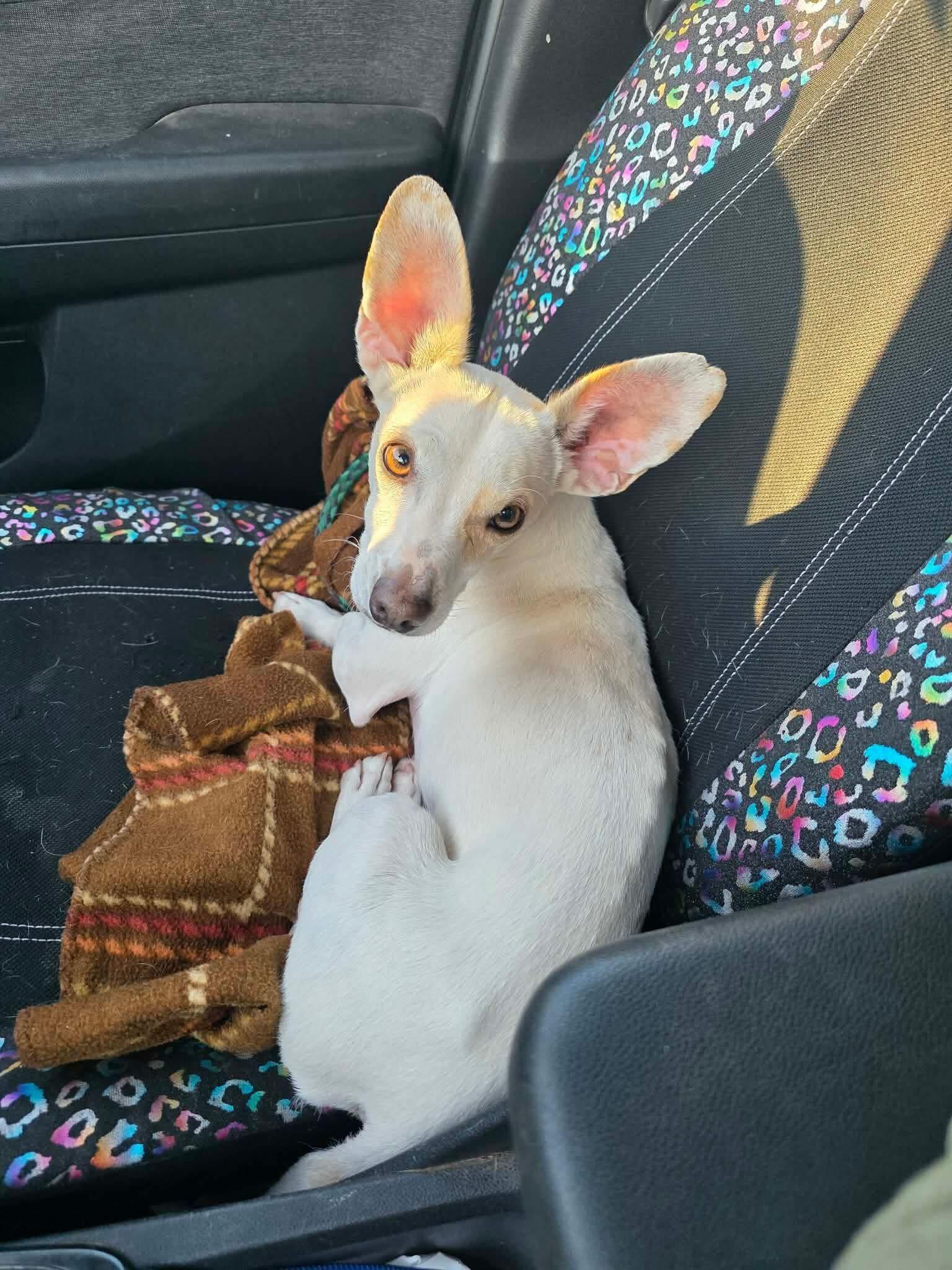 Cash Money, ADOPTABLE, Young Male Chihuahua.