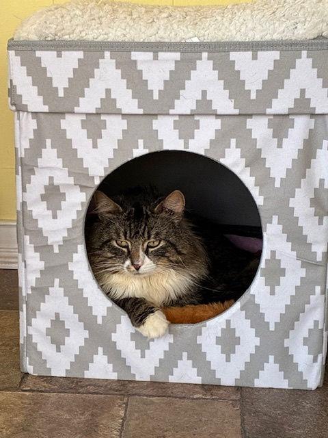 Chance, a Adoptable Domestic Long Hair in Naugatuck, CT image 1/3