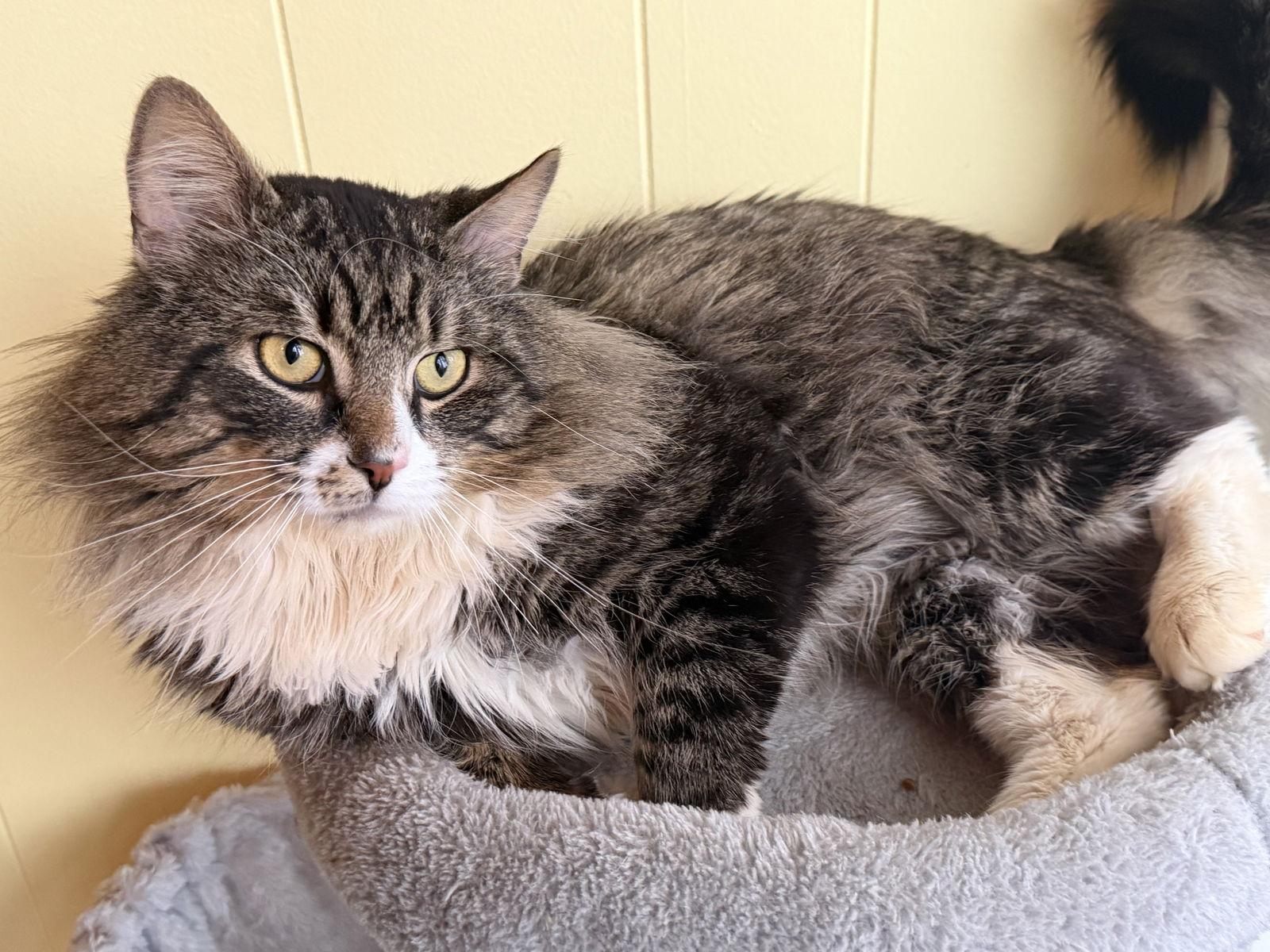 Chance, a Adoptable Domestic Long Hair in Naugatuck, CT image 2/3