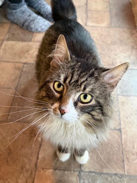 Chance, a Adoptable Domestic Long Hair in Naugatuck, CT image 3/3