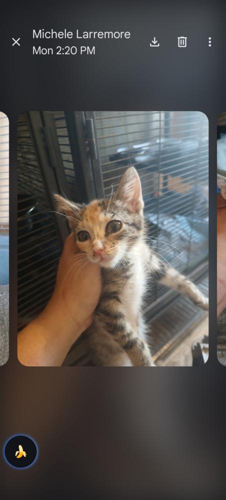 Enlarge Appa, a Adoptable Domestic Short Hair in Thatcher, AZ image 1/1