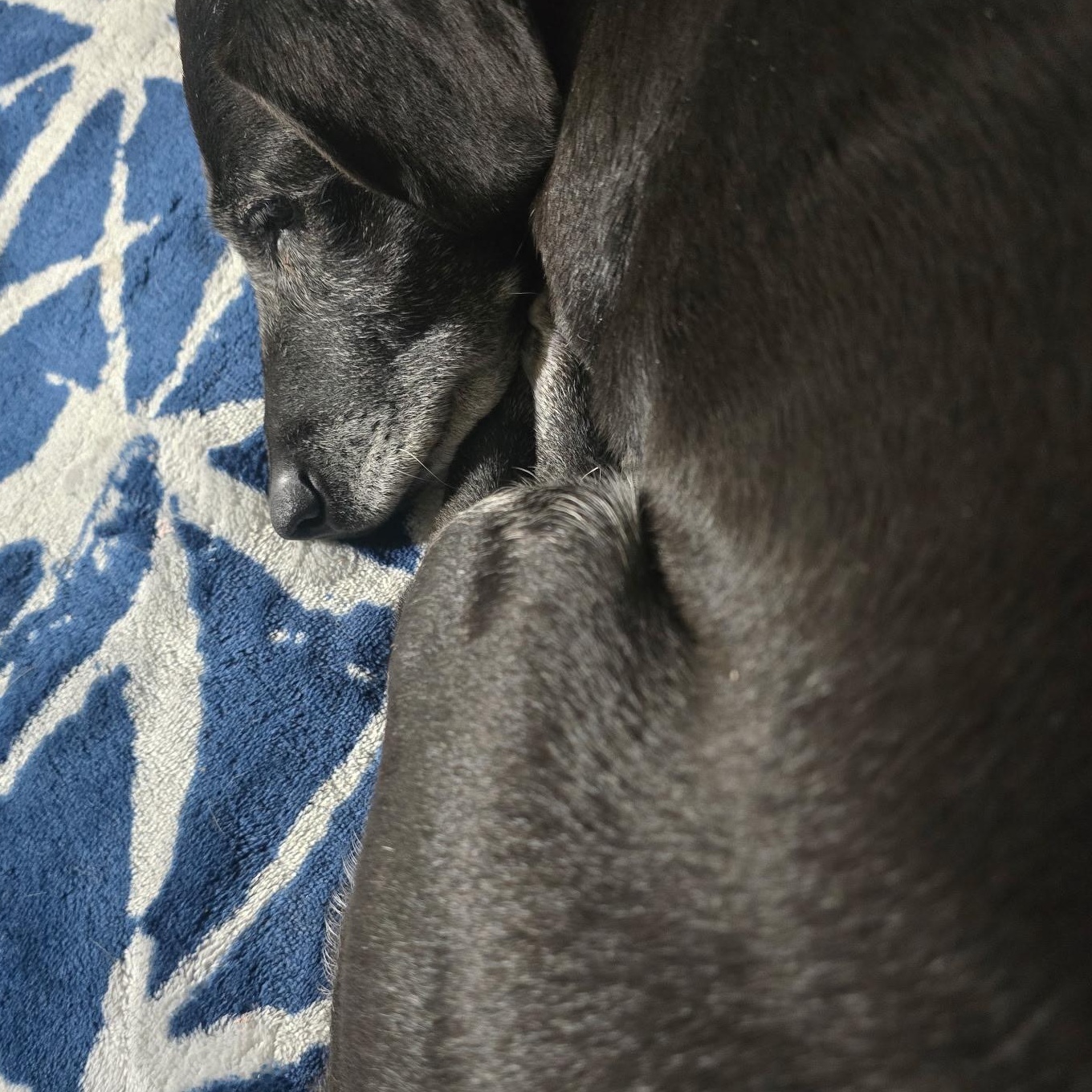 Enlarge Bella, a Adopted mixed breed in Salt Lake City, UT image 6/6