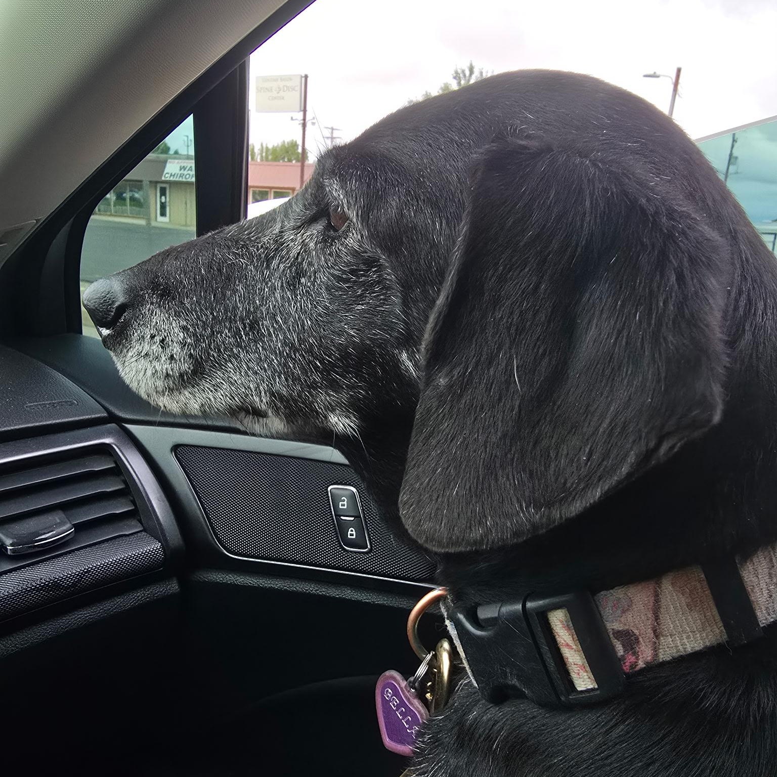 Enlarge Bella, a Adopted mixed breed in Salt Lake City, UT image 3/6