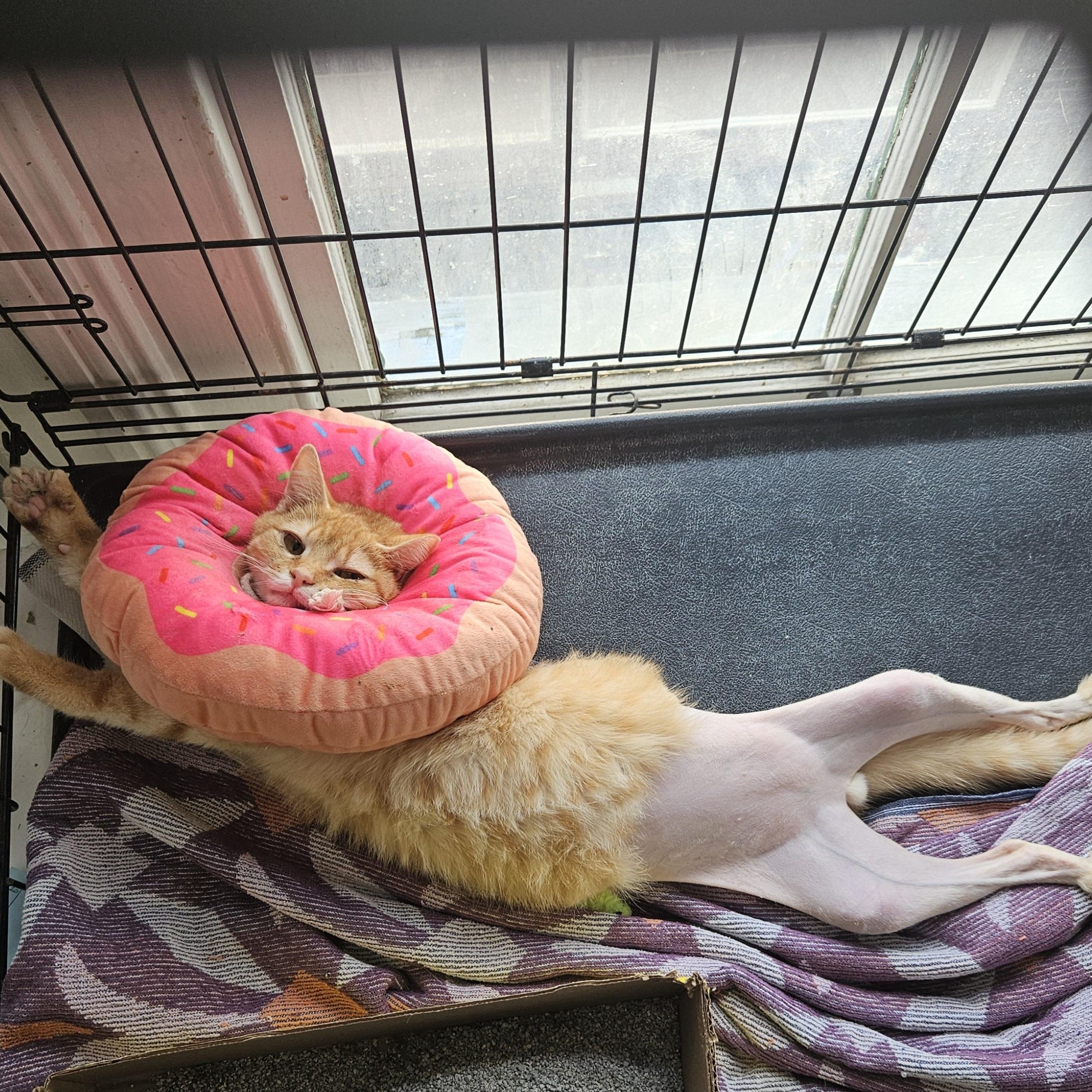 Enlarge Six-toed Silas, a ADOPTABLE American Shorthair in Wilmington, NC image 2/5