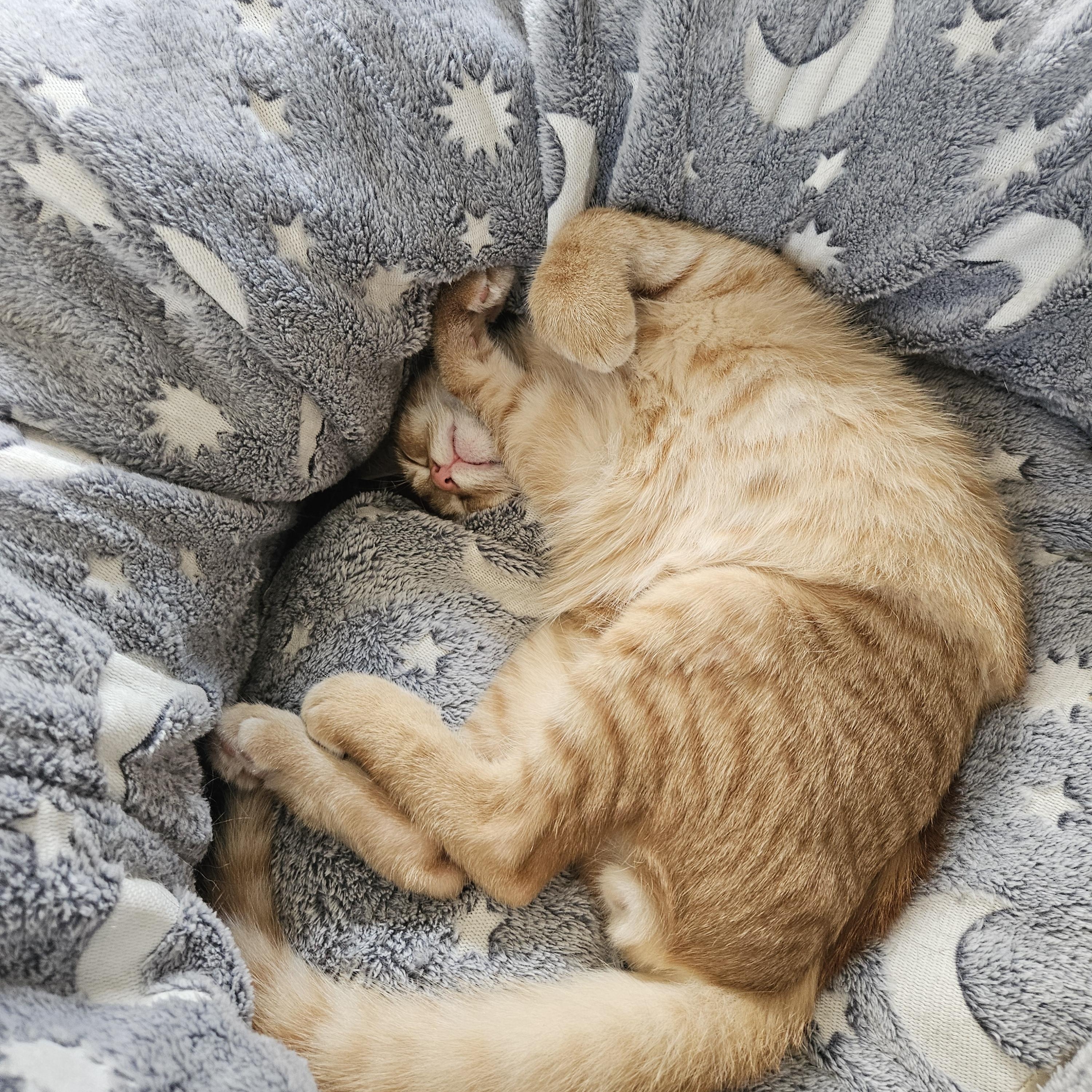 Enlarge Six-toed Silas, a ADOPTABLE American Shorthair in Wilmington, NC image 3/6