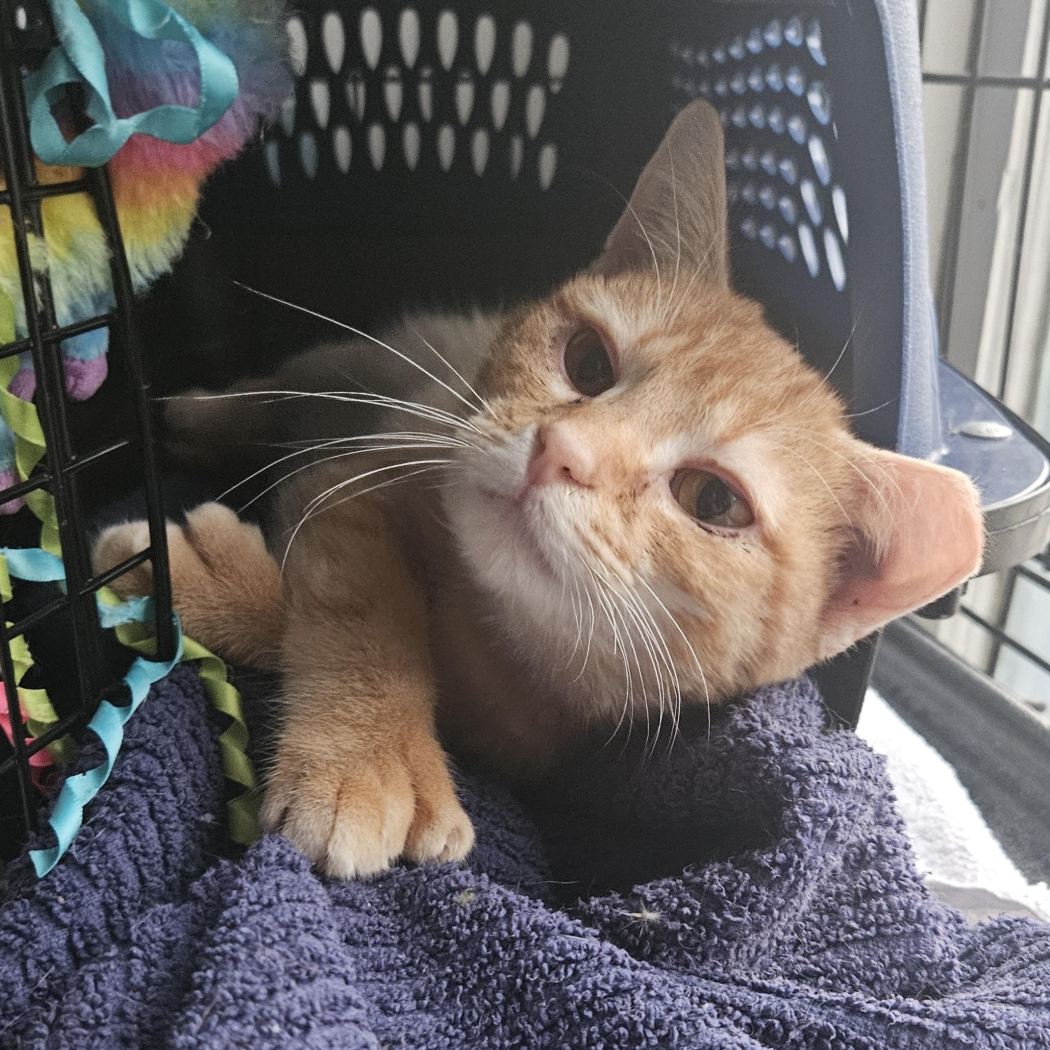 Enlarge Six-toed Silas, a ADOPTABLE American Shorthair in Wilmington, NC image 3/5