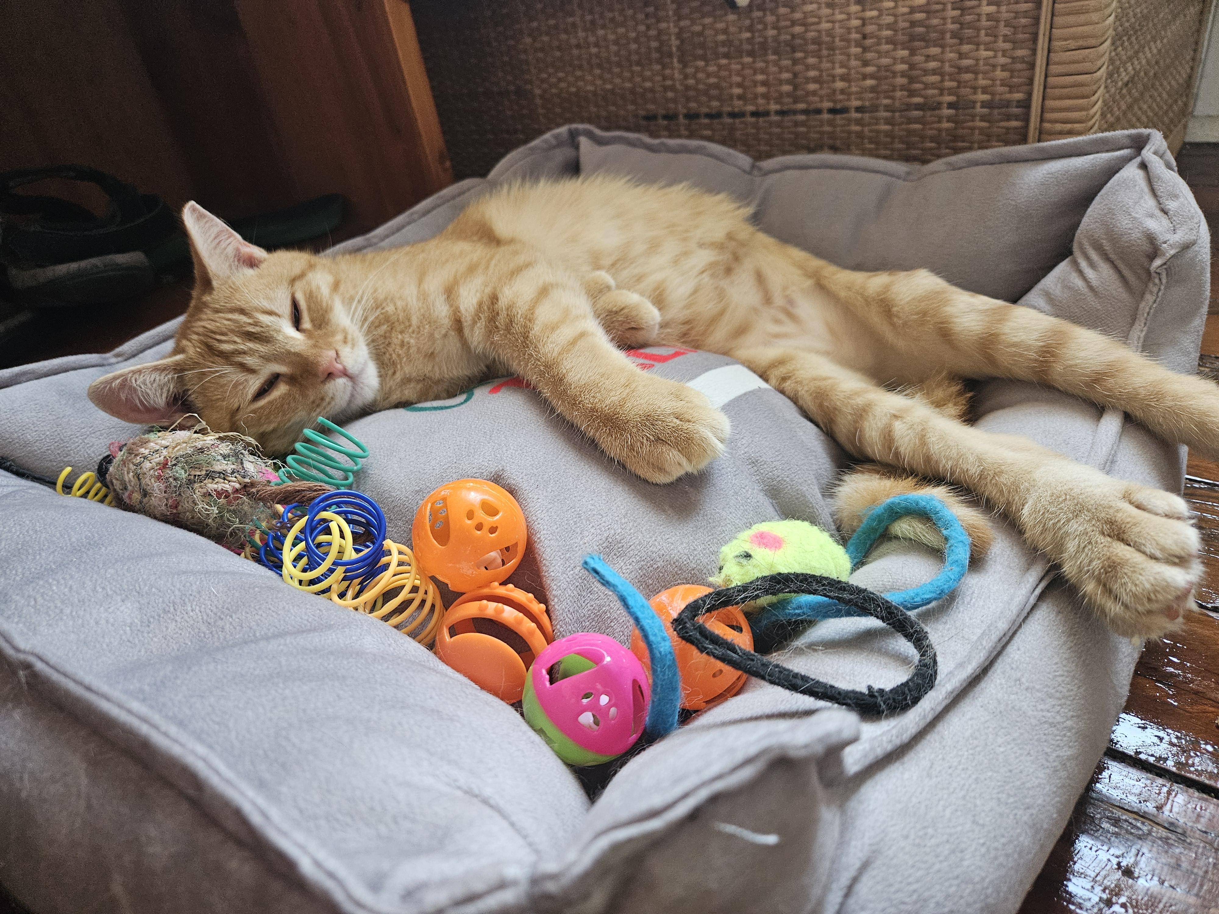 Enlarge Six-toed Silas, a ADOPTABLE American Shorthair in Wilmington, NC image 4/6