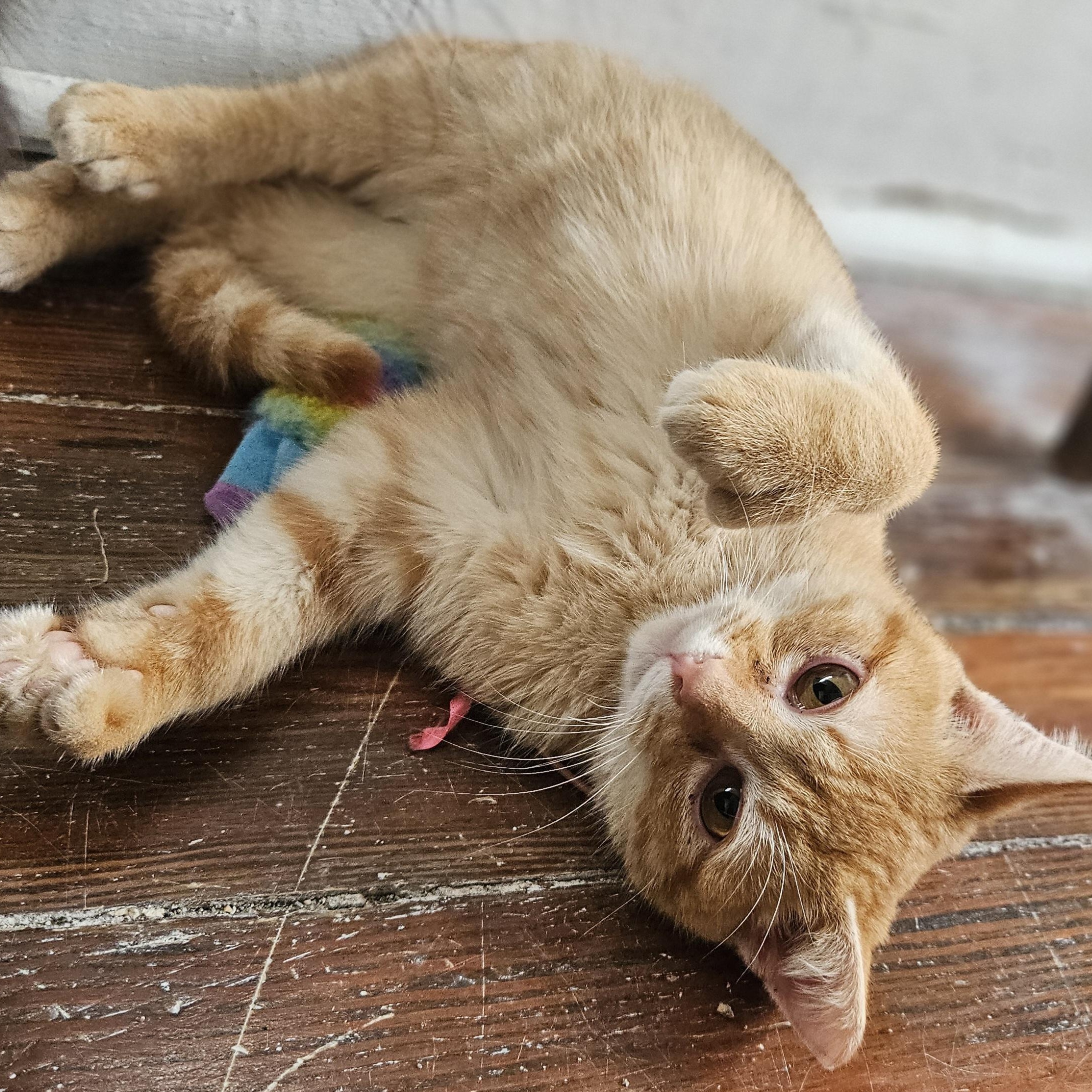 Enlarge Six-toed Silas, a ADOPTABLE American Shorthair in Wilmington, NC image 1/5