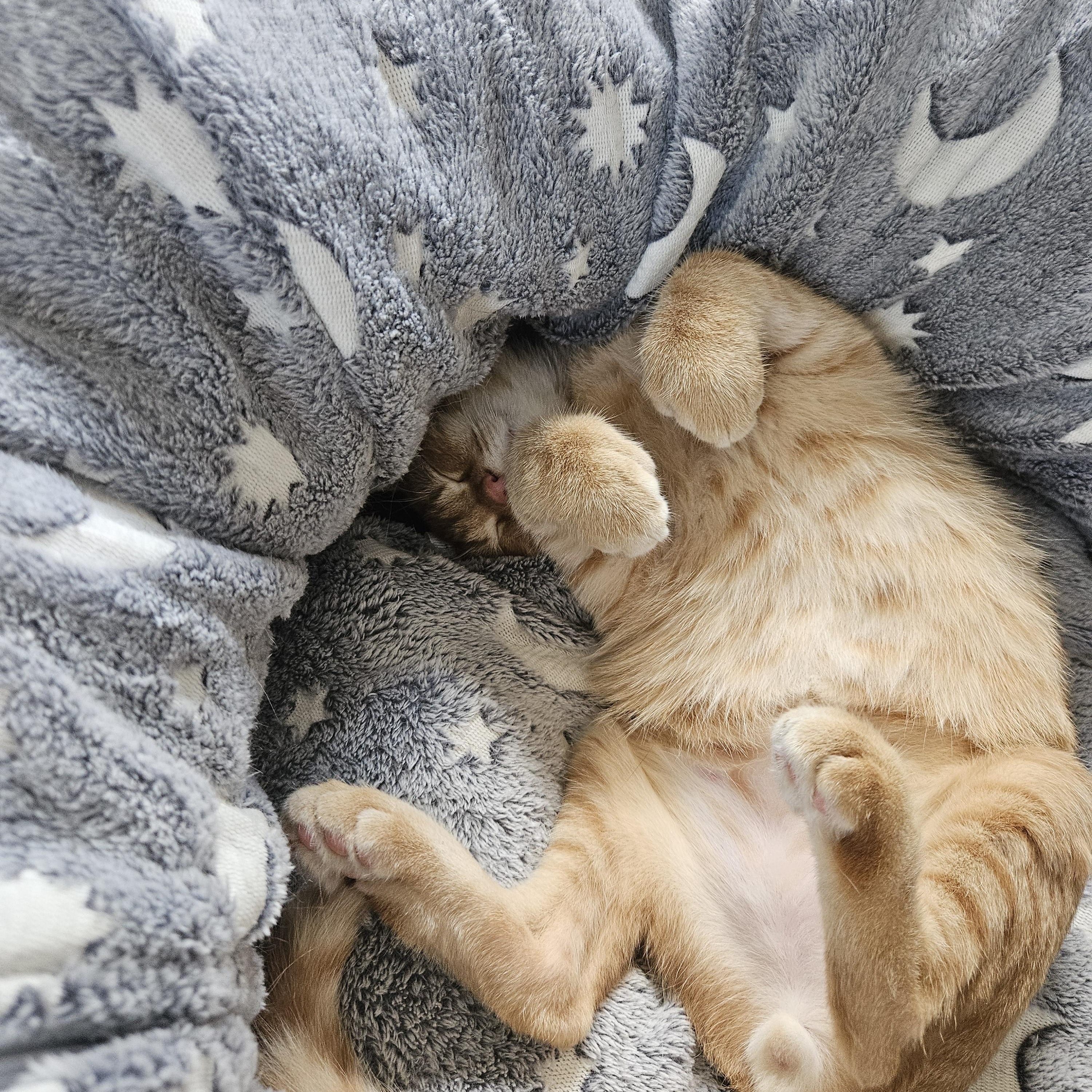 Enlarge Six-toed Silas, a ADOPTABLE American Shorthair in Wilmington, NC image 2/6