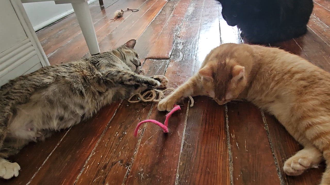 Enlarge Six-toed Silas, a ADOPTABLE American Shorthair in Wilmington, NC video 5/5