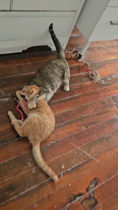 Enlarge Six-toed Silas, a ADOPTABLE American Shorthair in Wilmington, NC video 4/5