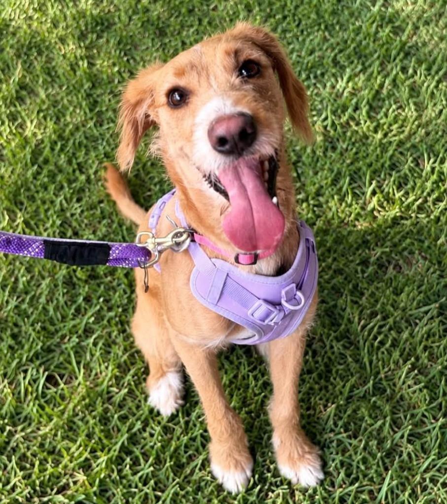 Enlarge COCO, a Adopted Mixed Breed in Palm City, FL image 2/3