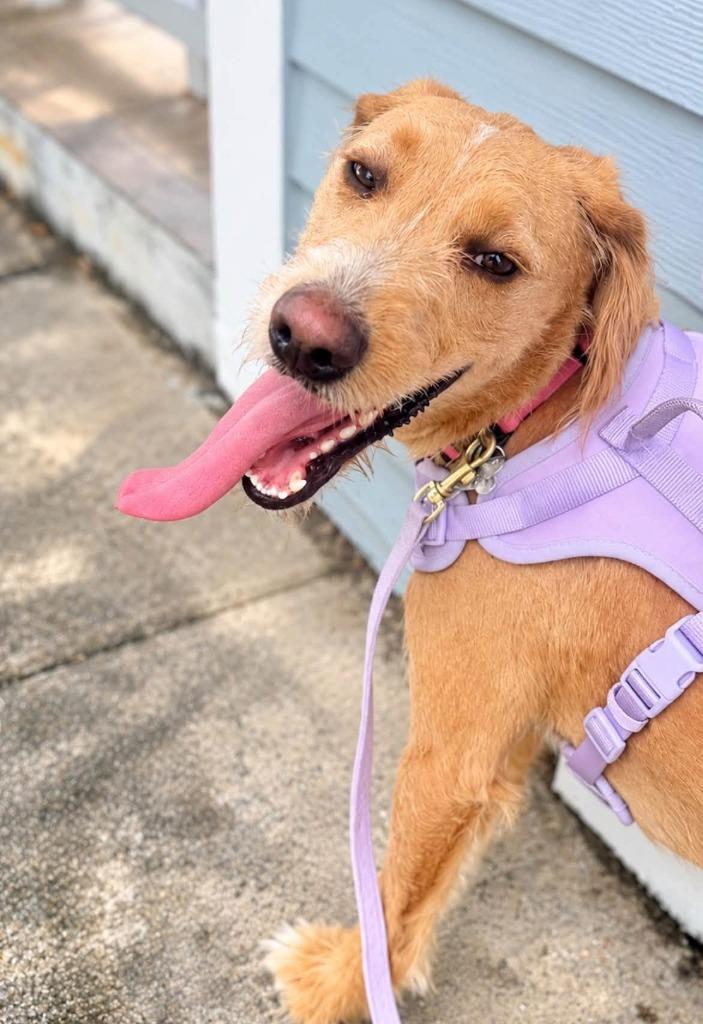 Enlarge COCO, a Adopted Mixed Breed in Palm City, FL image 3/3